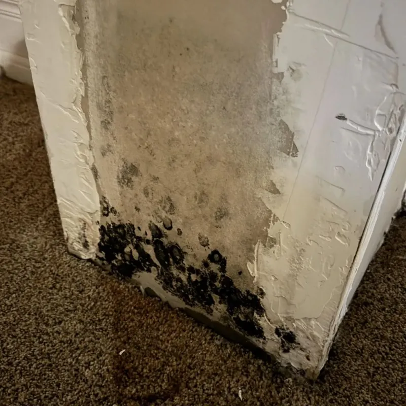 Professional Mold Removal in Hampshire County, WV
